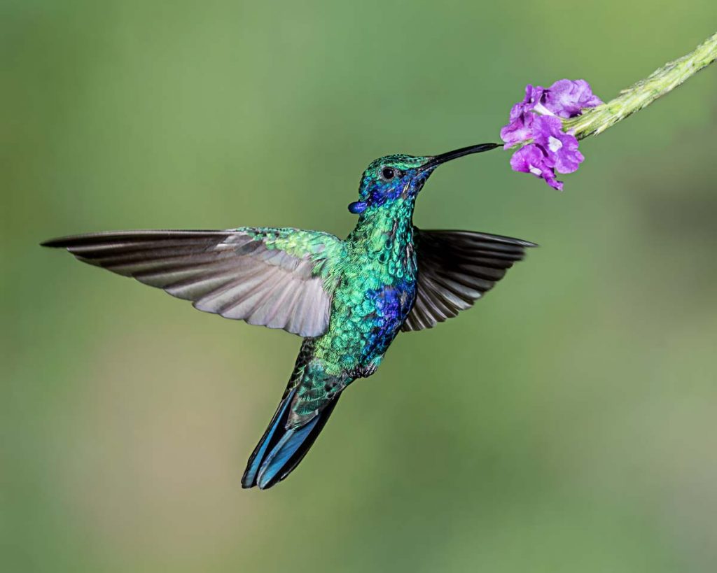Le colibri