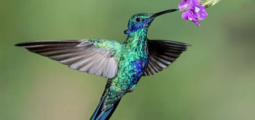 Le colibri